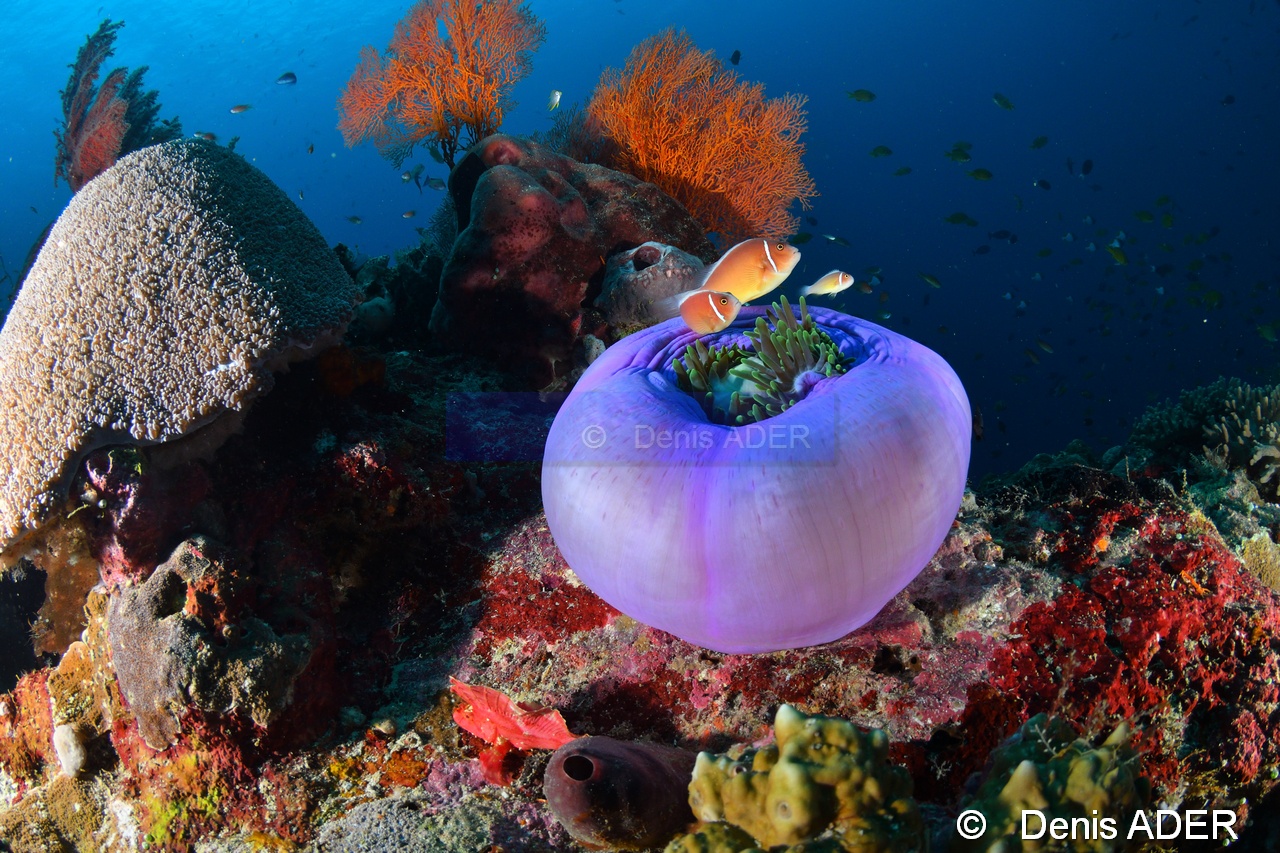 Amphiprion perid-Taenianotus triacanthus Poisson feuille scorpion Moga Island Inner pinacle-29m-20180530-Denis-ADER-DSC_2145_tn.jpg